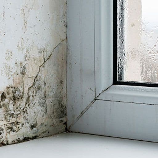 wall covered in mould next to a condensated window